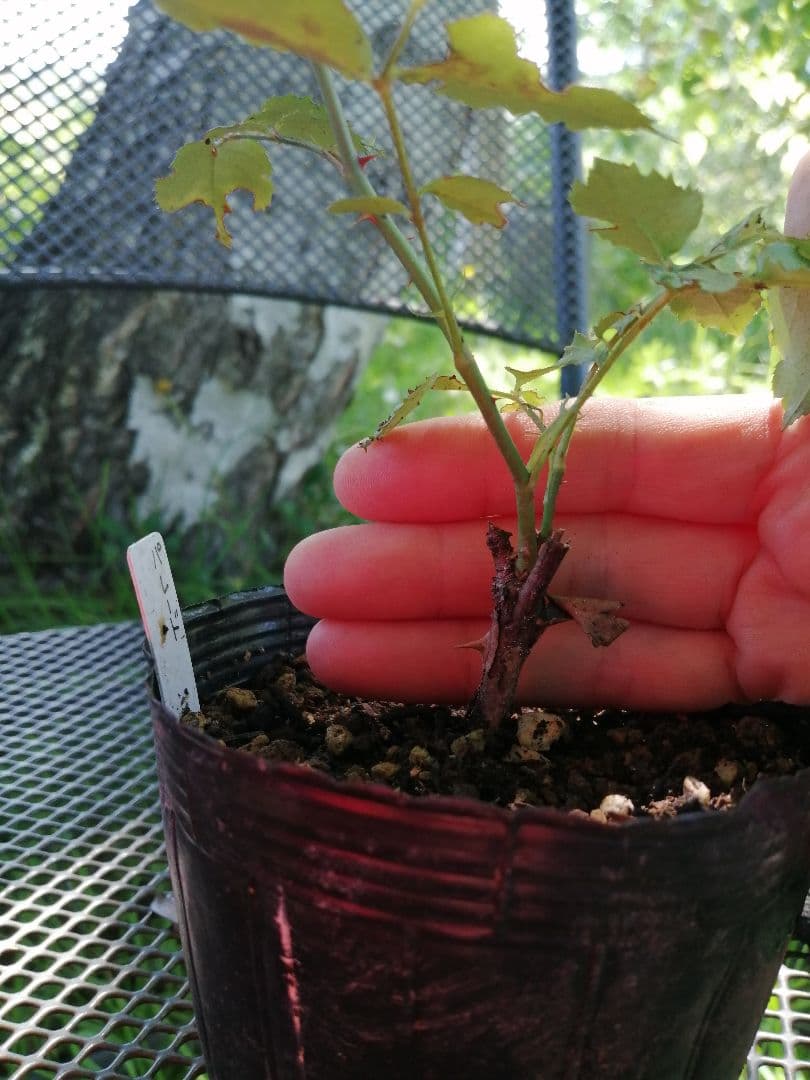 バラ　パレード　挿し木3年目