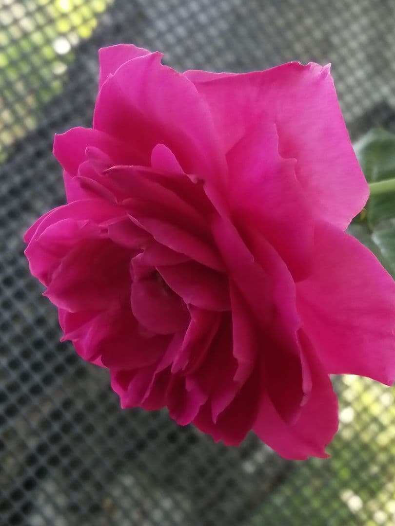 バラ　パレード　挿し木3年目