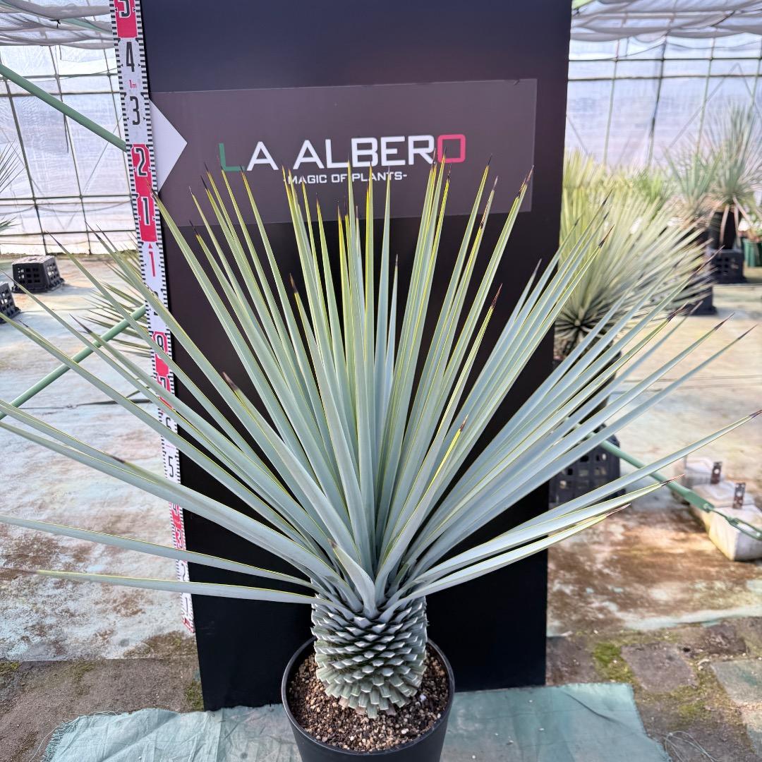 【AL1167】ユッカ　リギダ