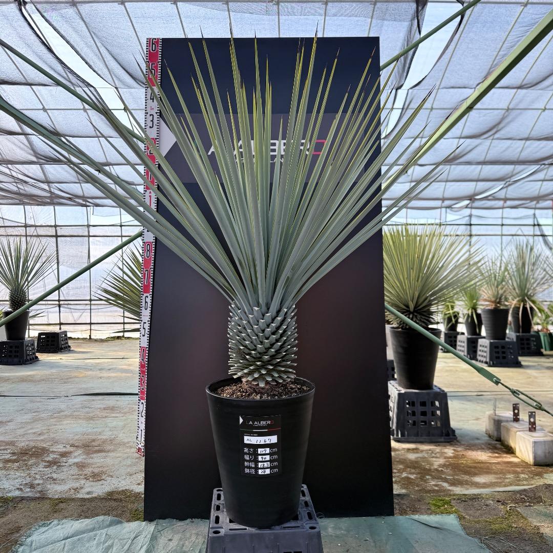 【AL1167】ユッカ　リギダ