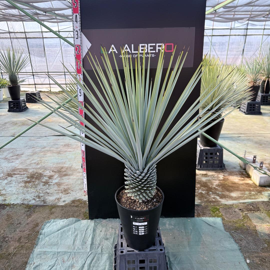 【AL1167】ユッカ　リギダ