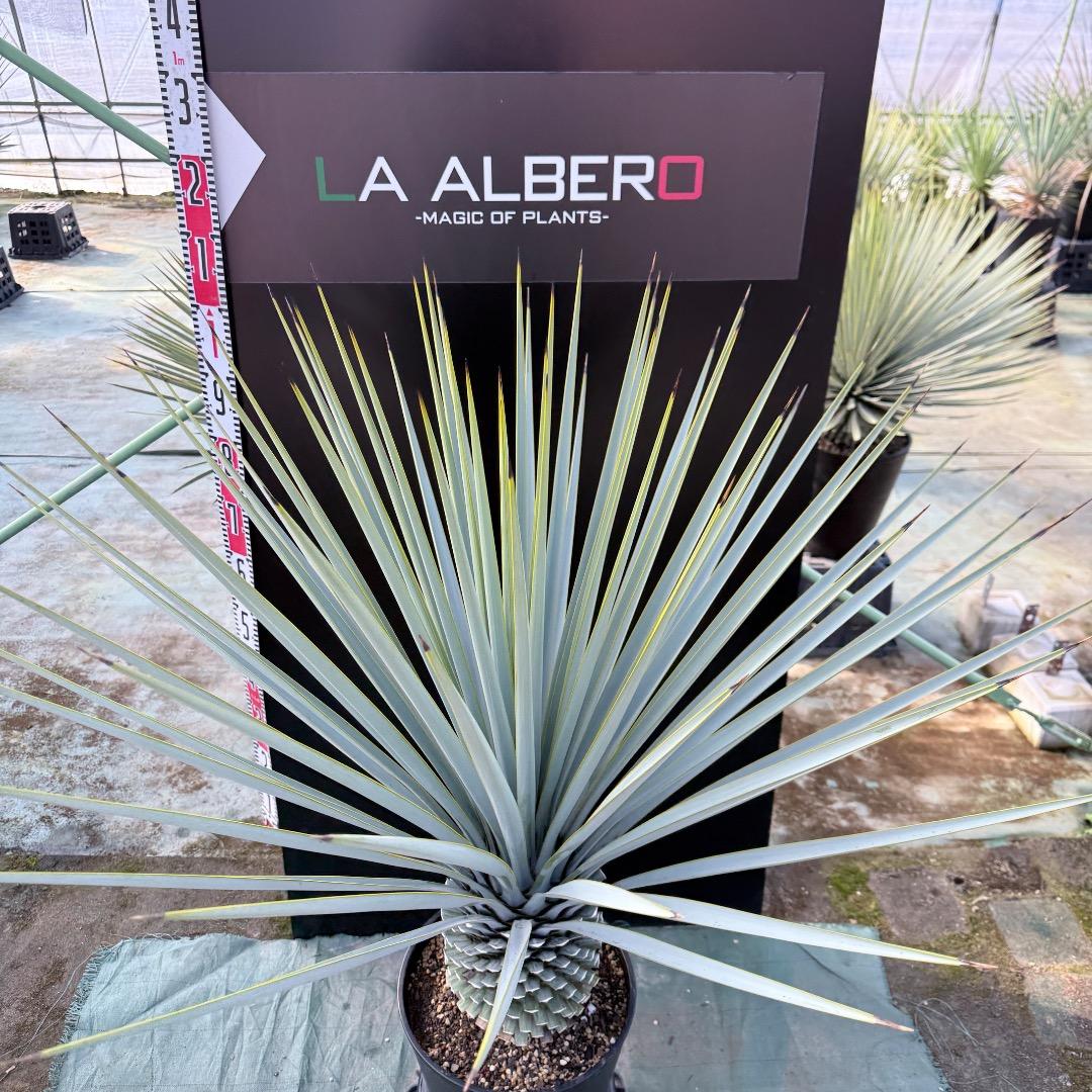 【AL1167】ユッカ　リギダ