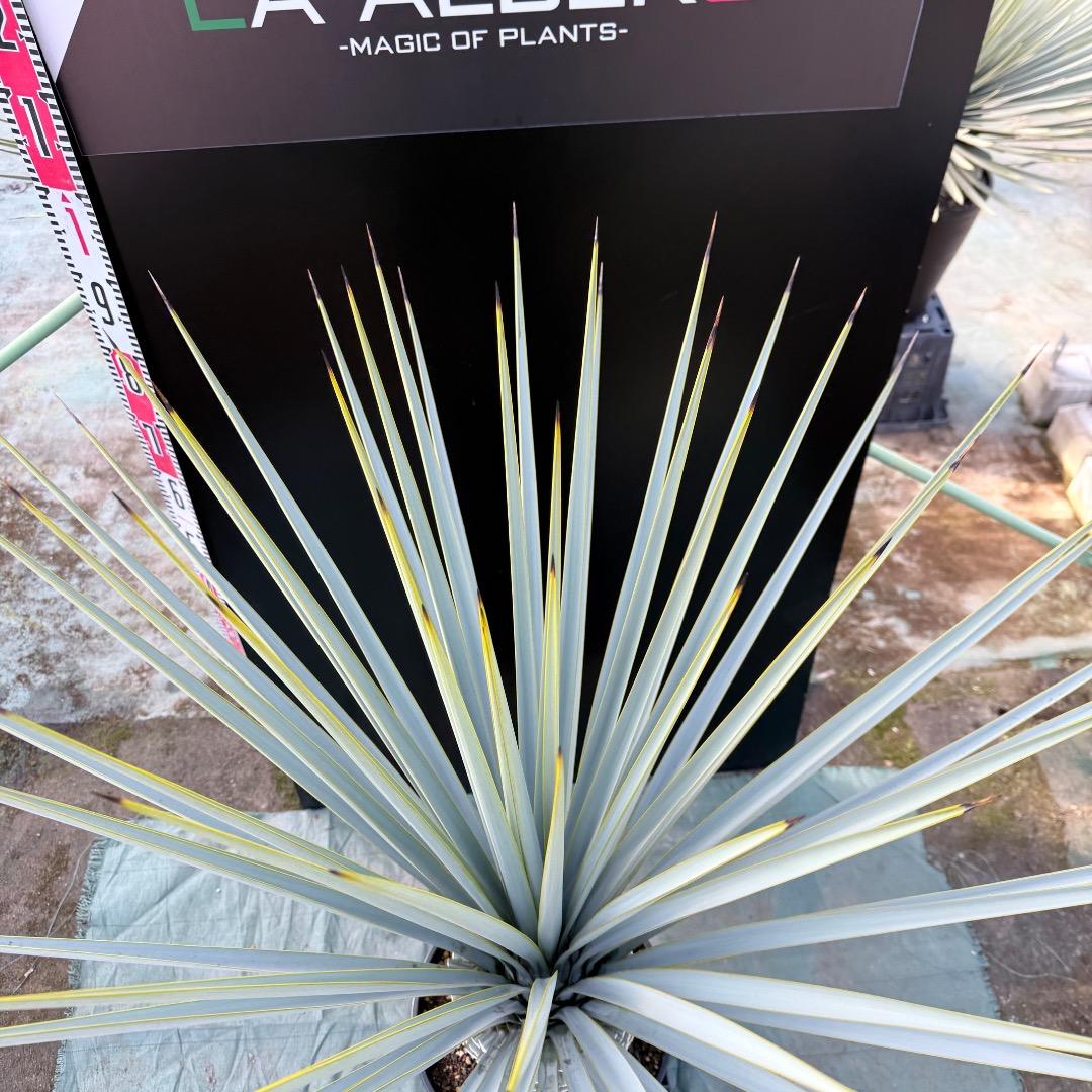 【AL1167】ユッカ　リギダ