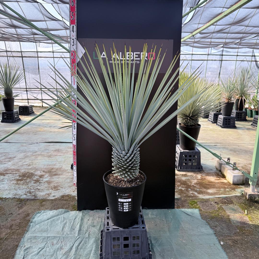 【AL1167】ユッカ　リギダ