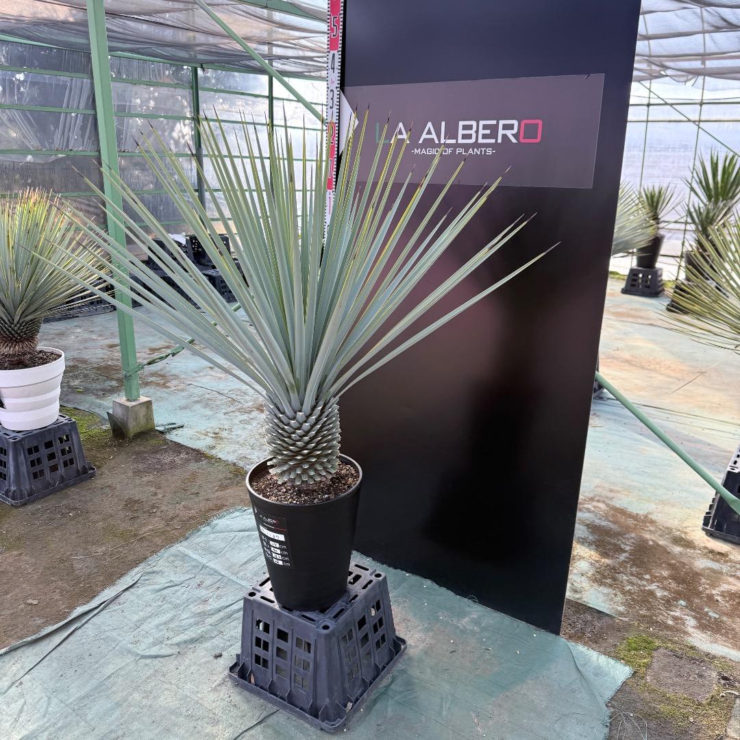 【AL1167】ユッカ　リギダ