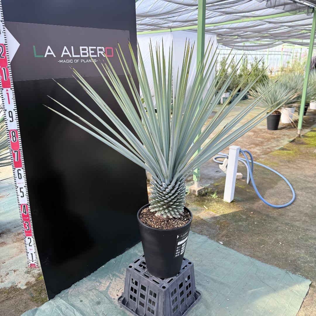 【AL1167】ユッカ　リギダ