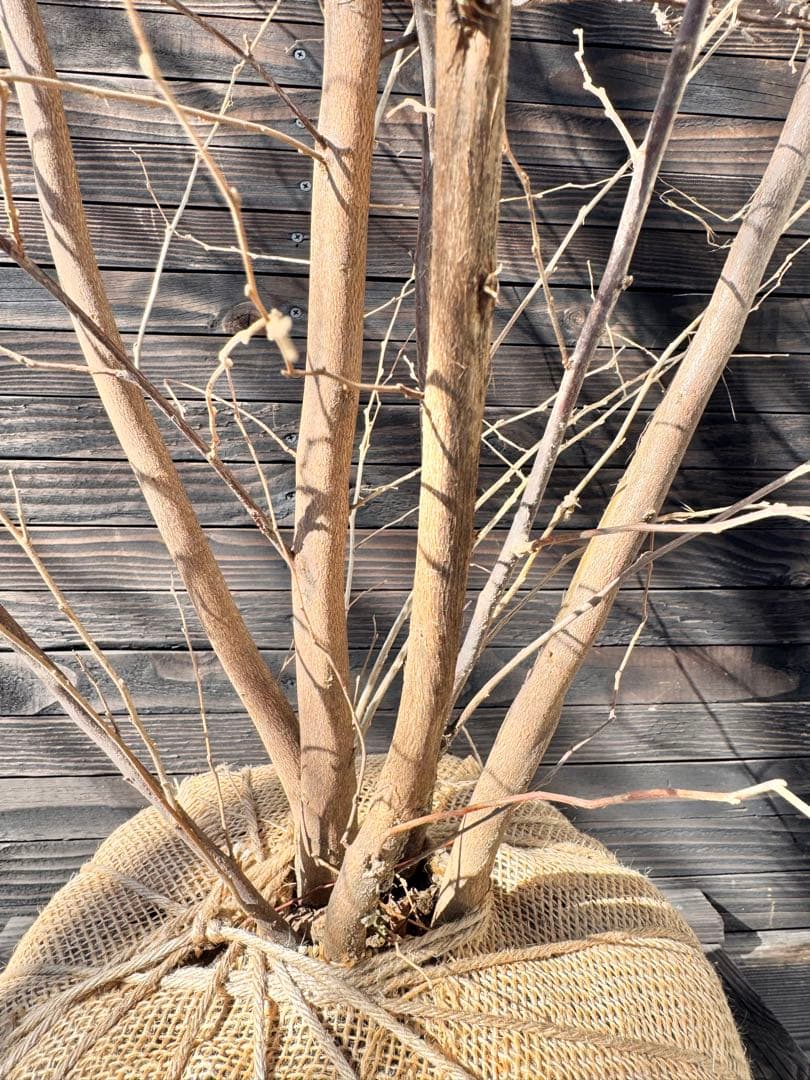 エゴノキ/大株立ち【現品発送】管理80009