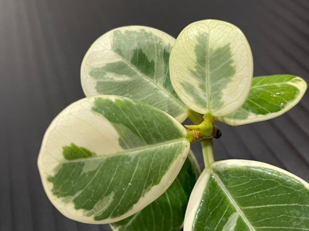 パンダガジュマル斑入りカット