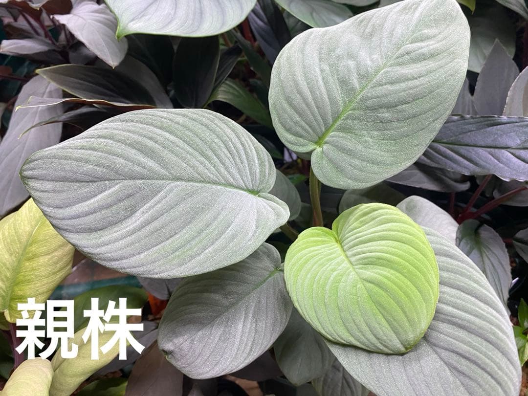 Homalomena sp.“月輪” 【LA0318-01】 大きめ株