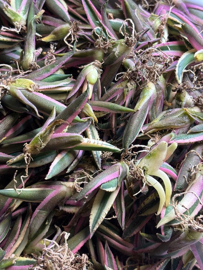 アガベ　チタノタ　スナグルトゥース　100株