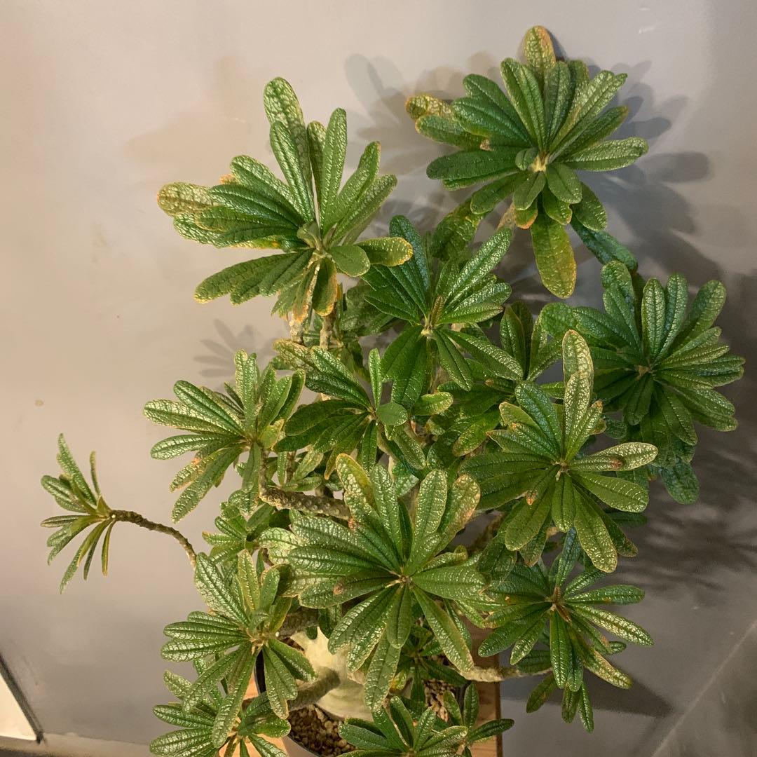 ドルステニア ギガス