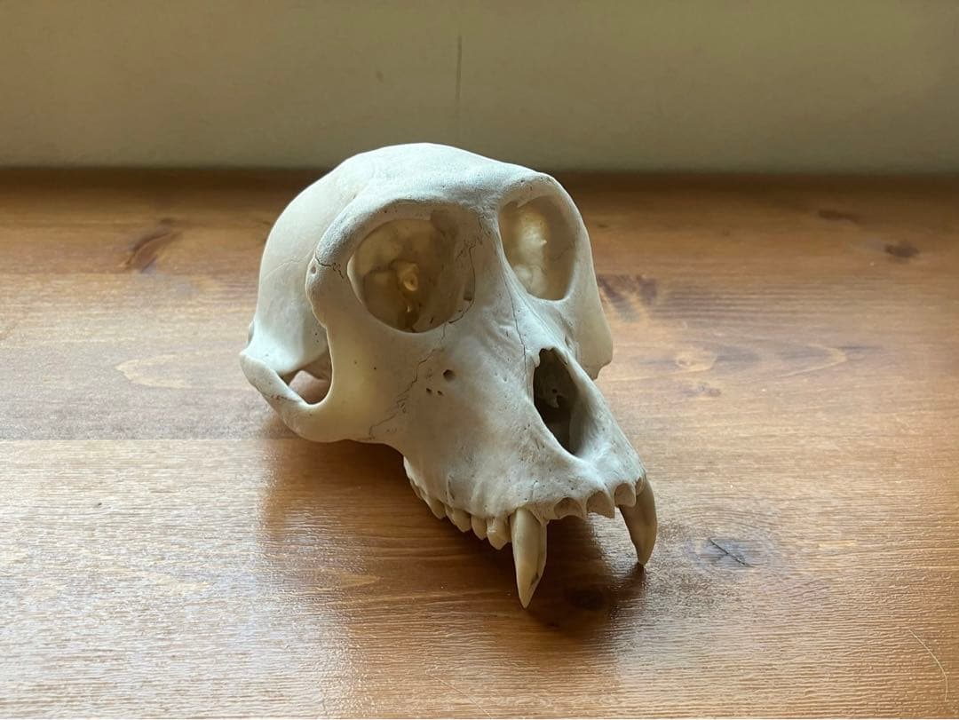 【希少】ニホンザルの頭骨（スカル）※下顎無し