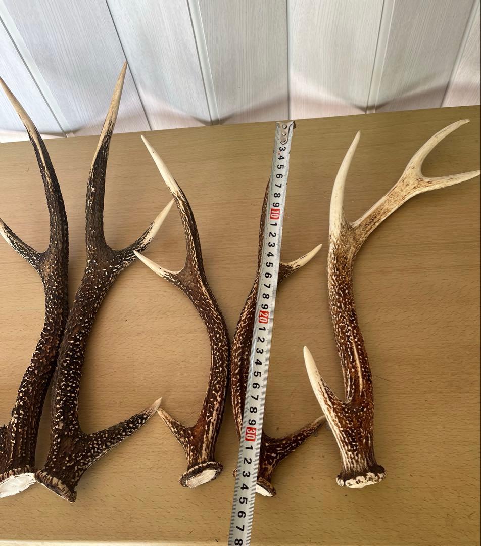 希少‼️天然日本鹿の角5本