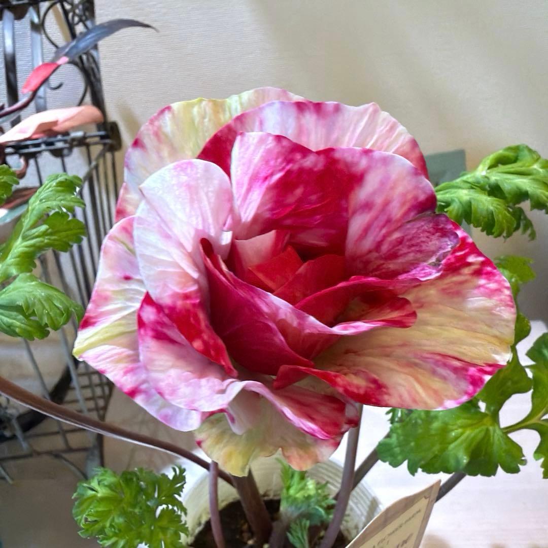 ✿Dom❤Mia✿様　確認用　アネモネ　ミストラル　ティグレ