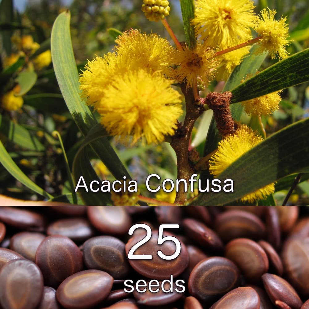 Acacia Confusa 種子 25粒+