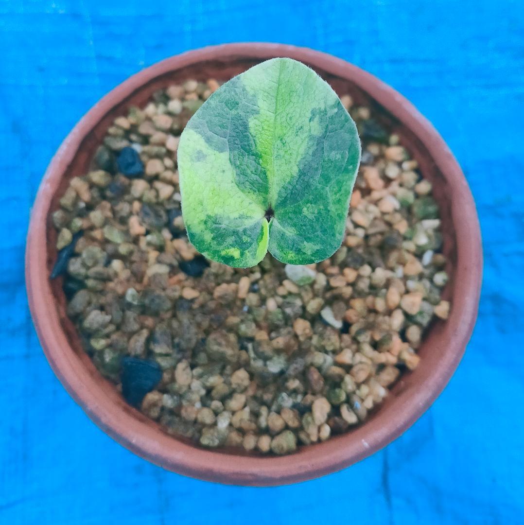 タマノカンアオイ　『来光』　カンアオイ　多摩寒葵　山野草　斑入り