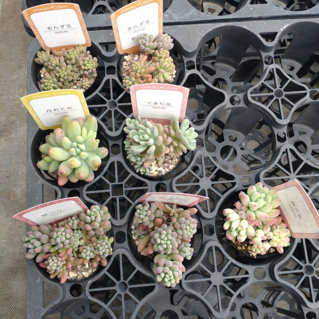 シェリーメイさん専用