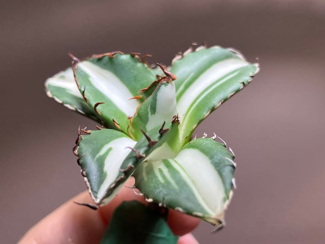 【8の日限定】④大きめ　アガベ　チタノタ　太陽神錦　白中斑　TC 根付き