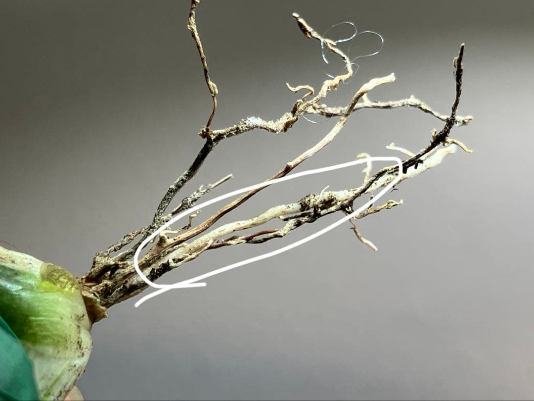 【8の日限定】④大きめ　アガベ　チタノタ　太陽神錦　白中斑　TC 根付き