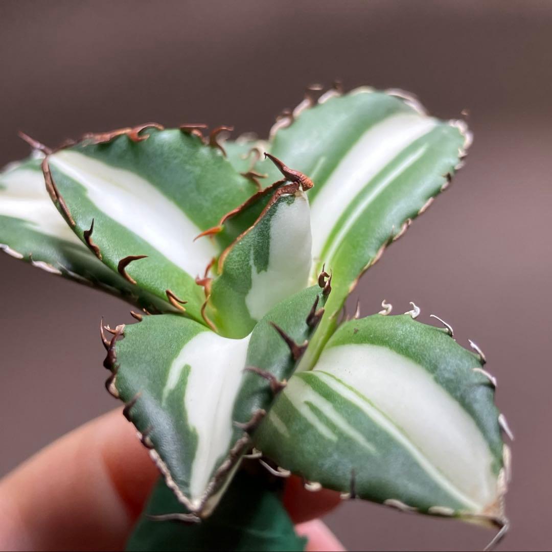 【8の日限定】④大きめ　アガベ　チタノタ　太陽神錦　白中斑　TC 根付き