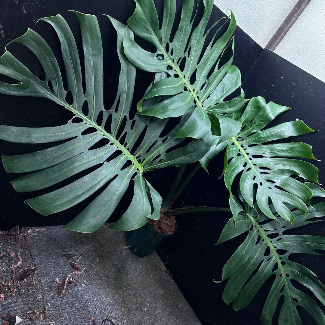 モンステラデリシオーサマクロコズム超希少系統鉢植え86㎝