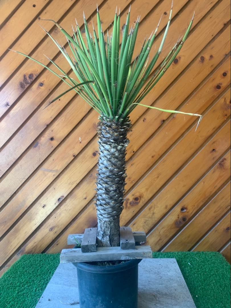 ユッカ　フィリフェラ