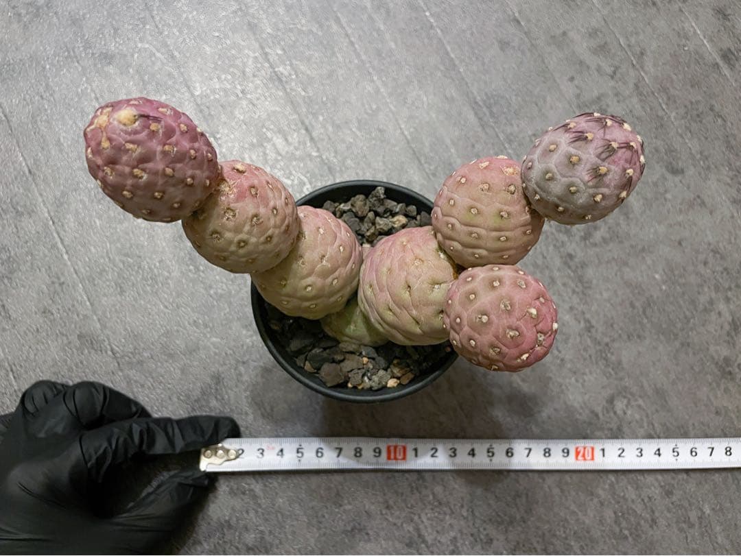 テフロカクタス ゲオメトリクス