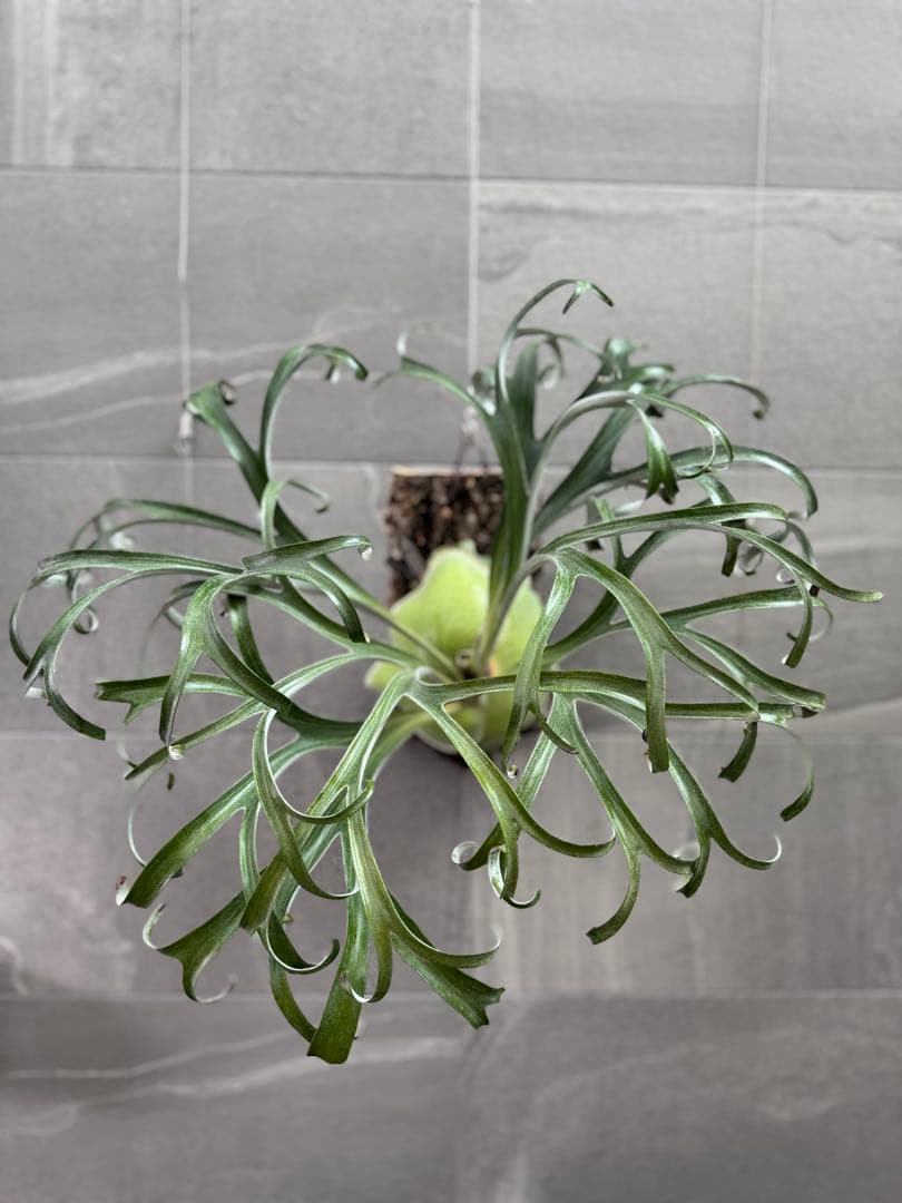 ビカクシダ　アルマダドワーフ　オリジナル　子株⑥