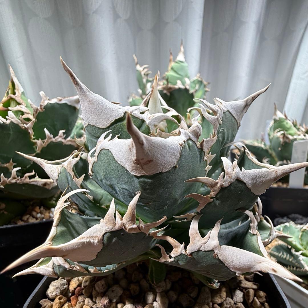 専用出品　アガベチタノタ大白鯊　lize血統　親株