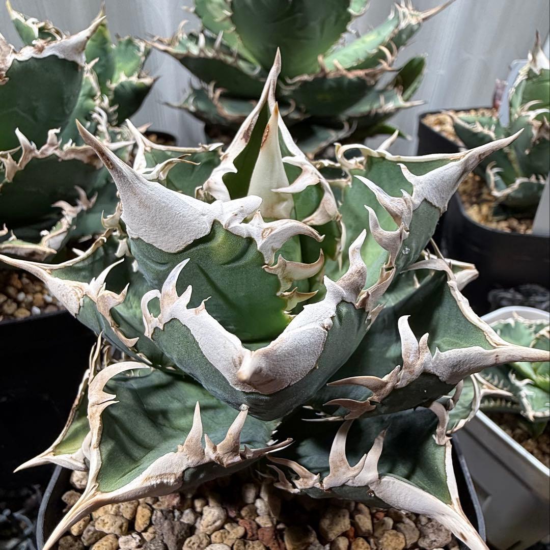 専用出品　アガベチタノタ大白鯊　lize血統　親株