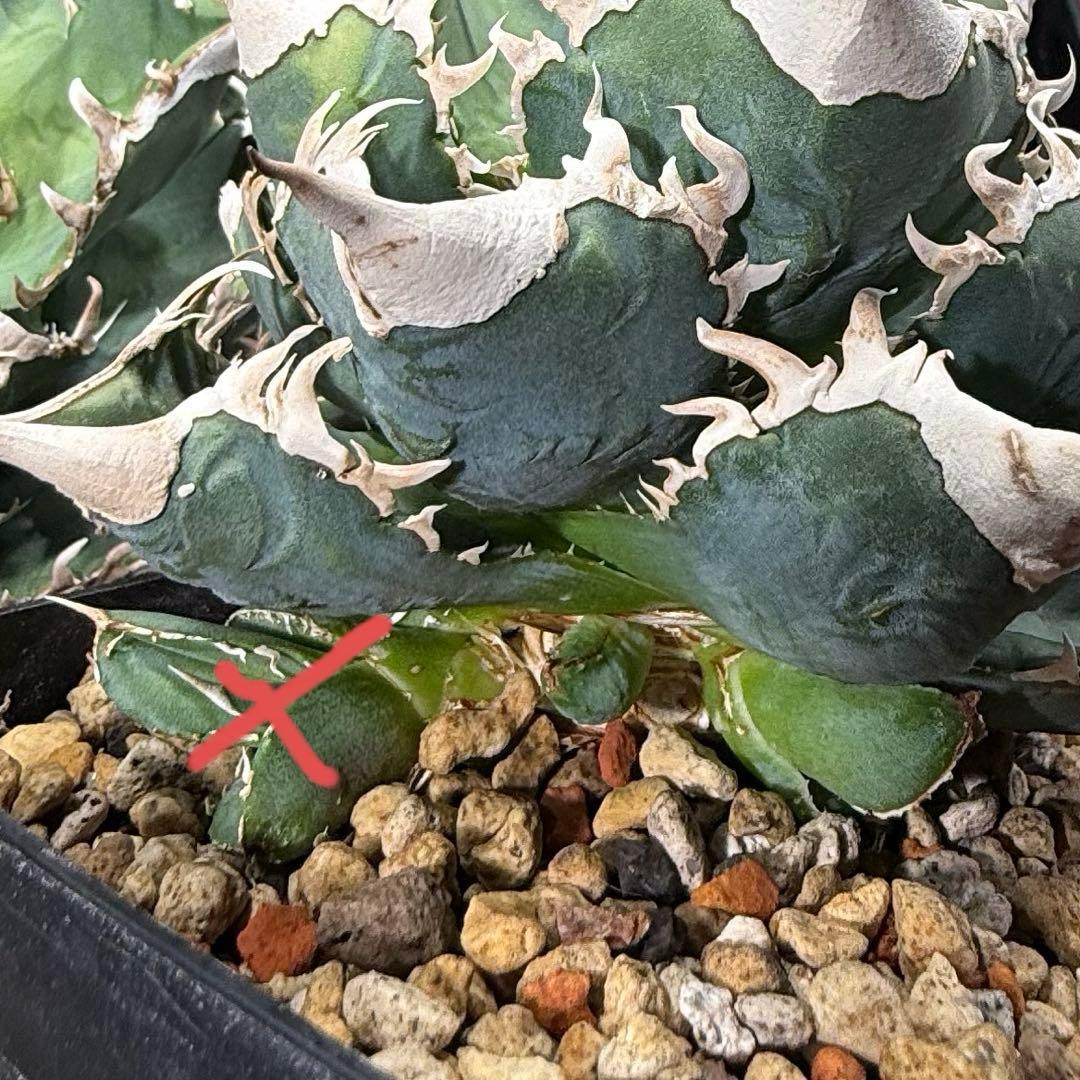 専用出品　アガベチタノタ大白鯊　lize血統　親株