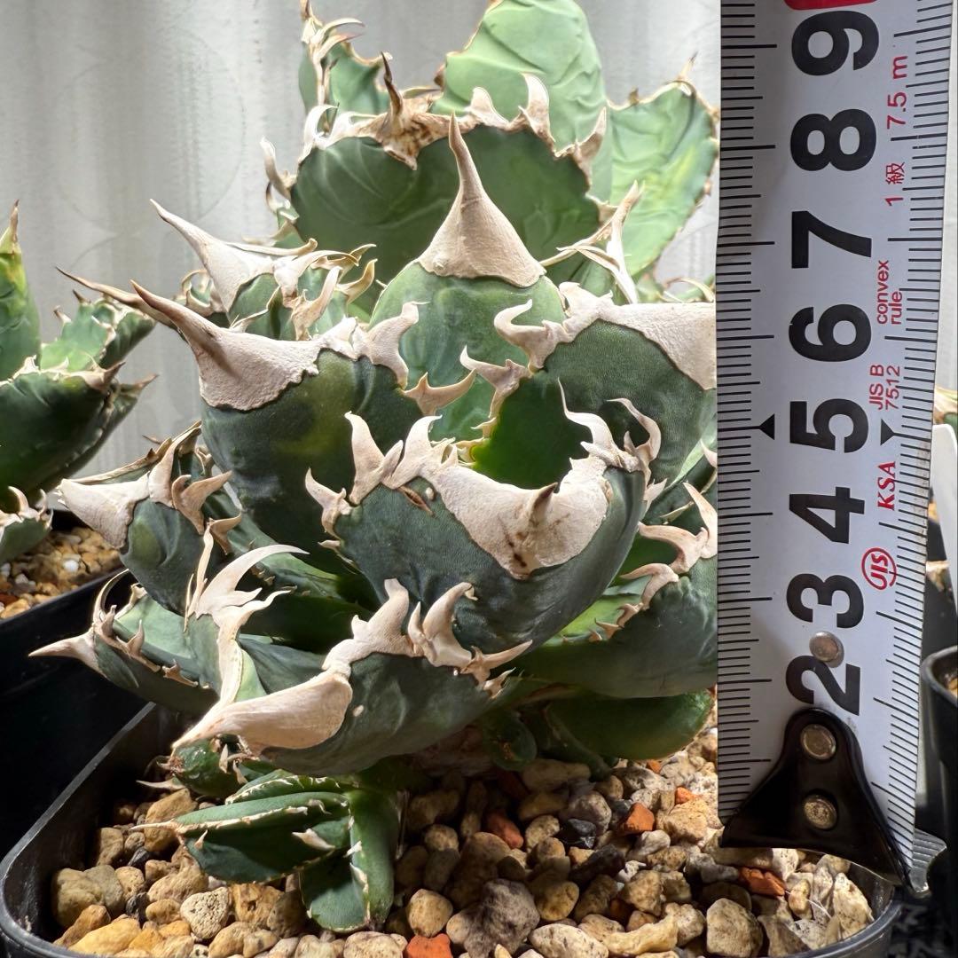 専用出品　アガベチタノタ大白鯊　lize血統　親株