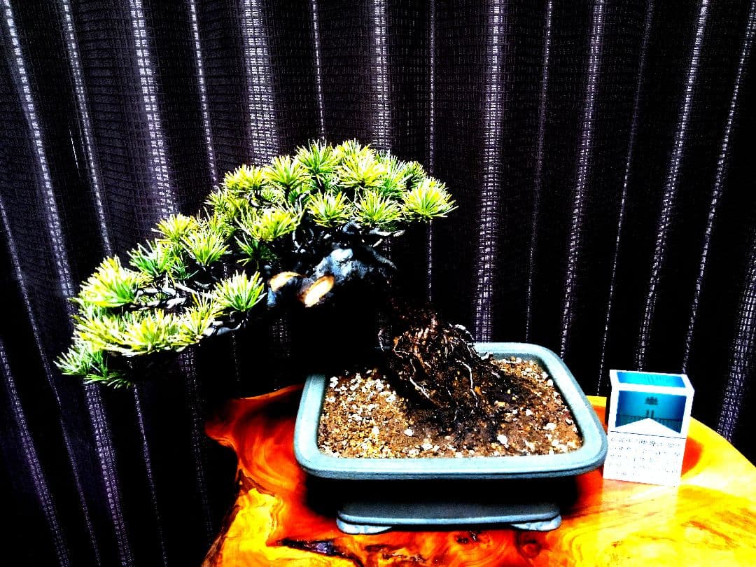 【小品　五葉松盆栽】真柏　　　　　⭕5年後→¥10万円？美品❗