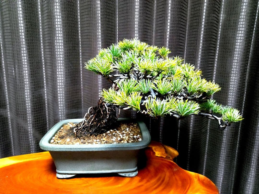 【小品　五葉松盆栽】真柏　　　　　⭕5年後→¥10万円？美品❗