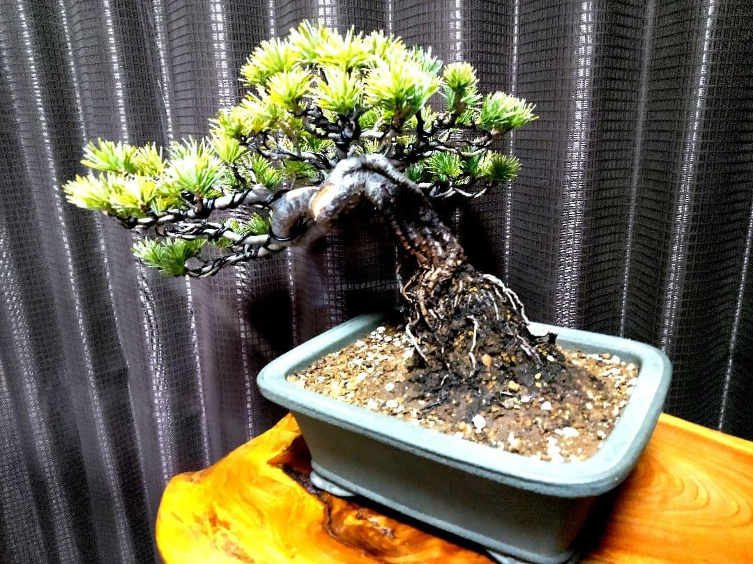 【小品　五葉松盆栽】真柏　　　　　⭕5年後→¥10万円？美品❗