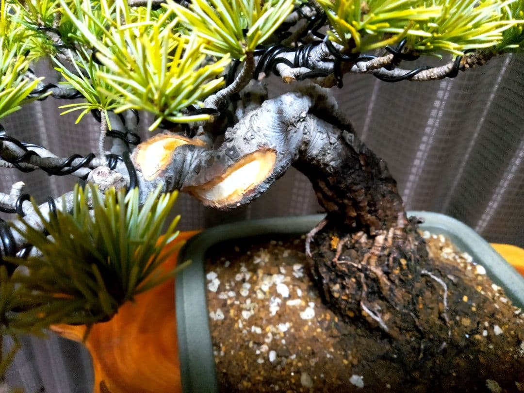 【小品　五葉松盆栽】真柏　　　　　⭕5年後→¥10万円？美品❗