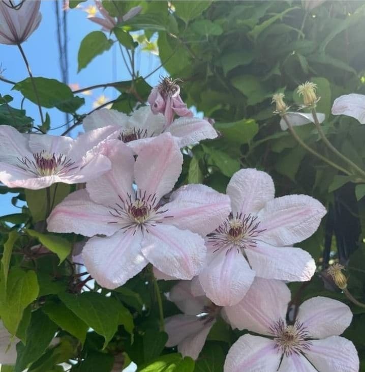 ジョンピクトン　根量非常に多い　地中芽あり