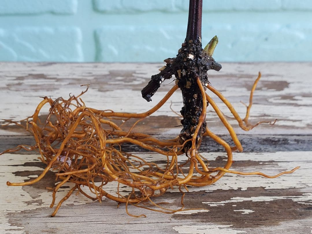 ジョンピクトン　根量非常に多い　地中芽あり