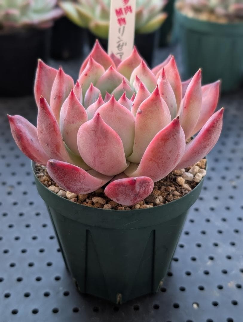 多肉植物 いとうぐりーんさん苗 リンゼアナ 抜き苗 札なし