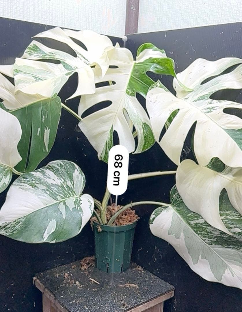 ロ*ラ様 斑入りモンステラ ホワイトタイガー極美大株68cm白斑多