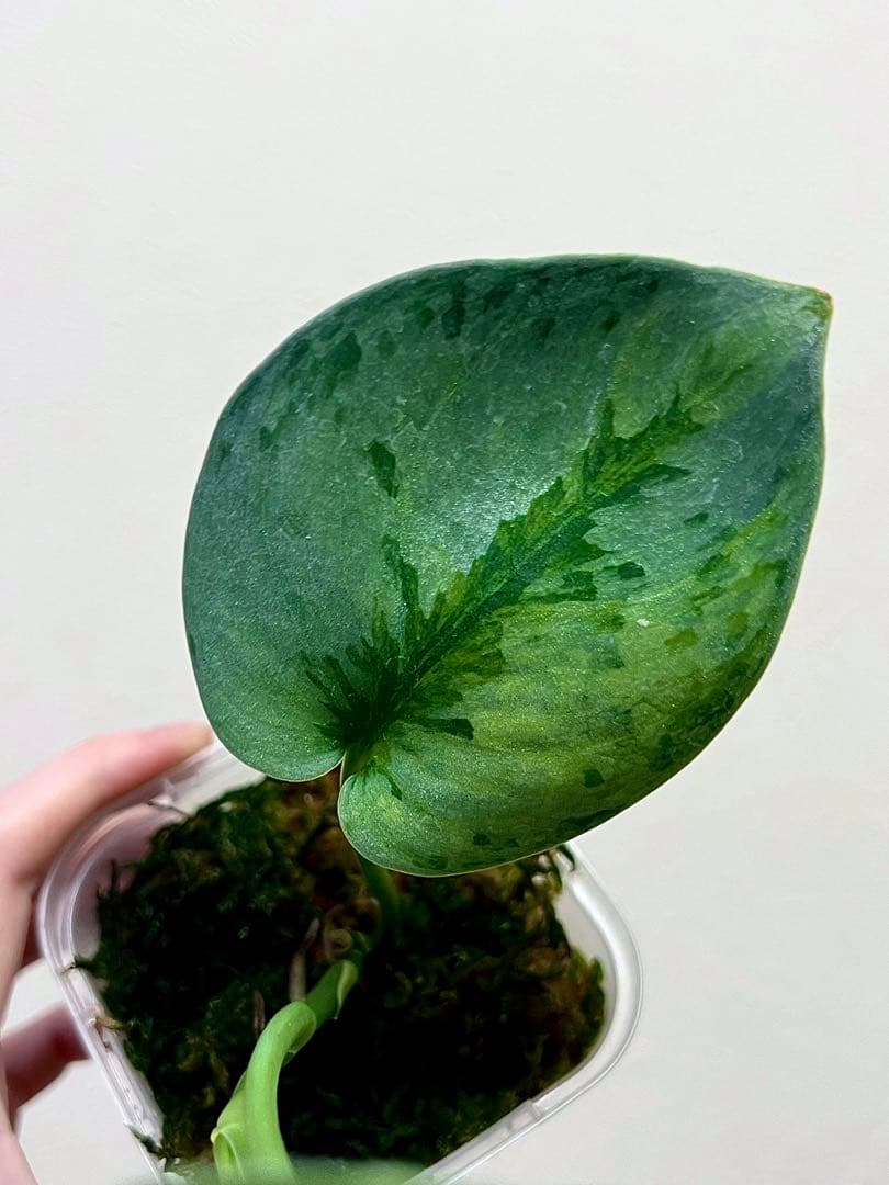 激レア　スキンダプサス　ユパ　斑入り　バリエガータ