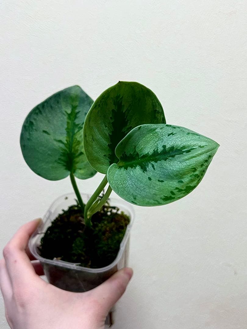 激レア　スキンダプサス　ユパ　斑入り　バリエガータ