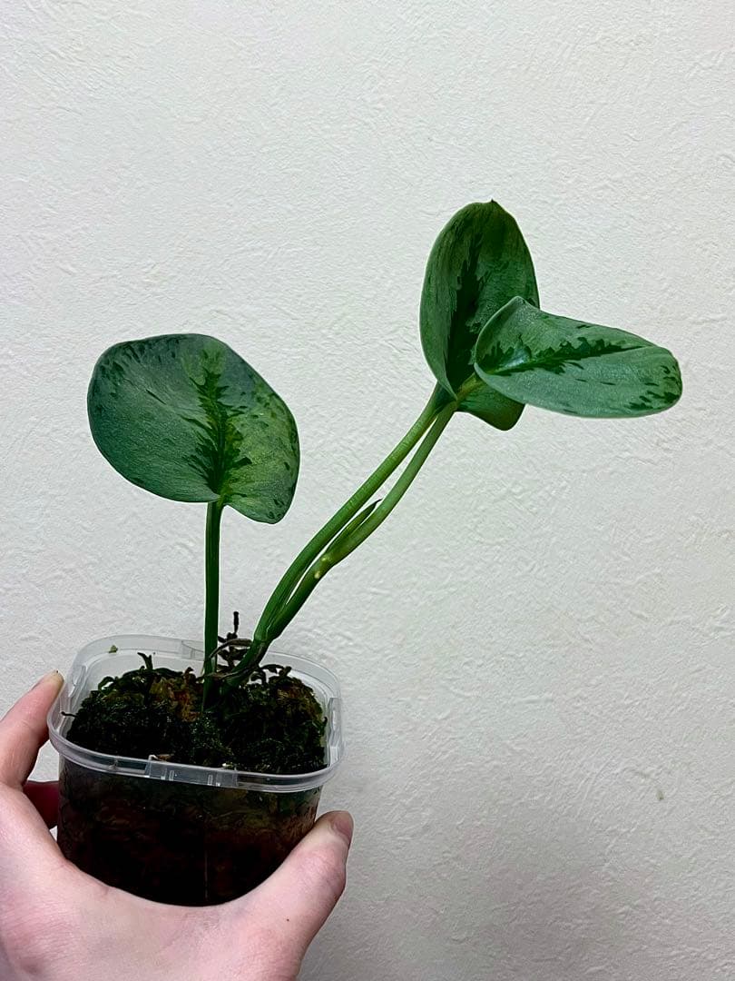 激レア　スキンダプサス　ユパ　斑入り　バリエガータ