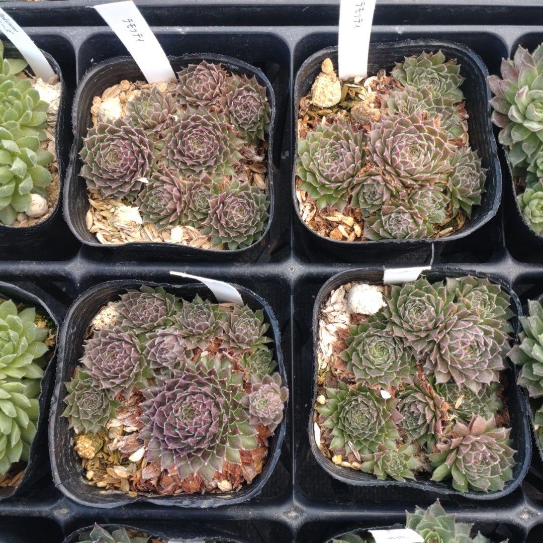 1ポット410円〜 センペルビウム26年1月 その11