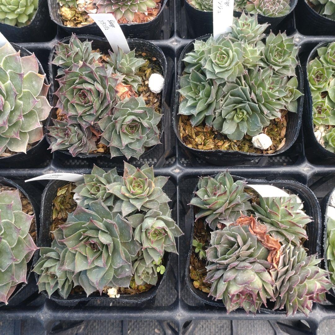 1ポット410円〜 センペルビウム26年1月 その11