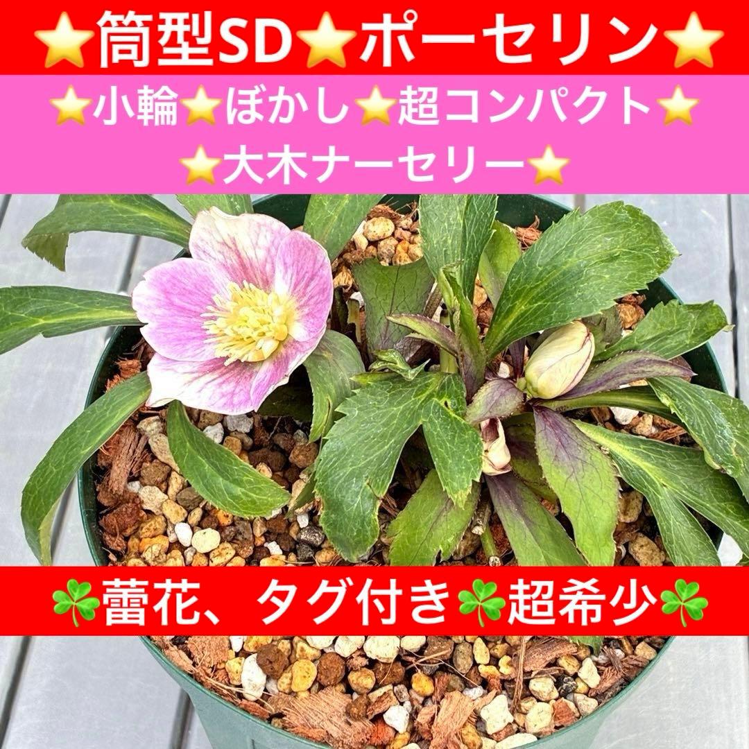 の*ん様 3493☘️蕾花タグ付き☘️超希少☘️筒型SD⭐️ポーセリン⭐️小輪⭐