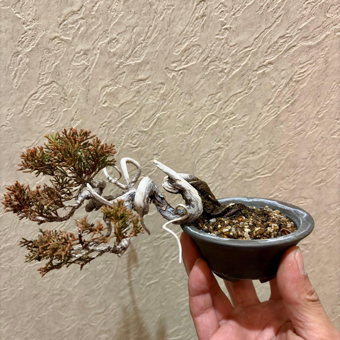 上下9㎝　根上がり　半懸崖　糸魚川真柏　ミニ　小品　盆栽　黒松　赤松　五葉松