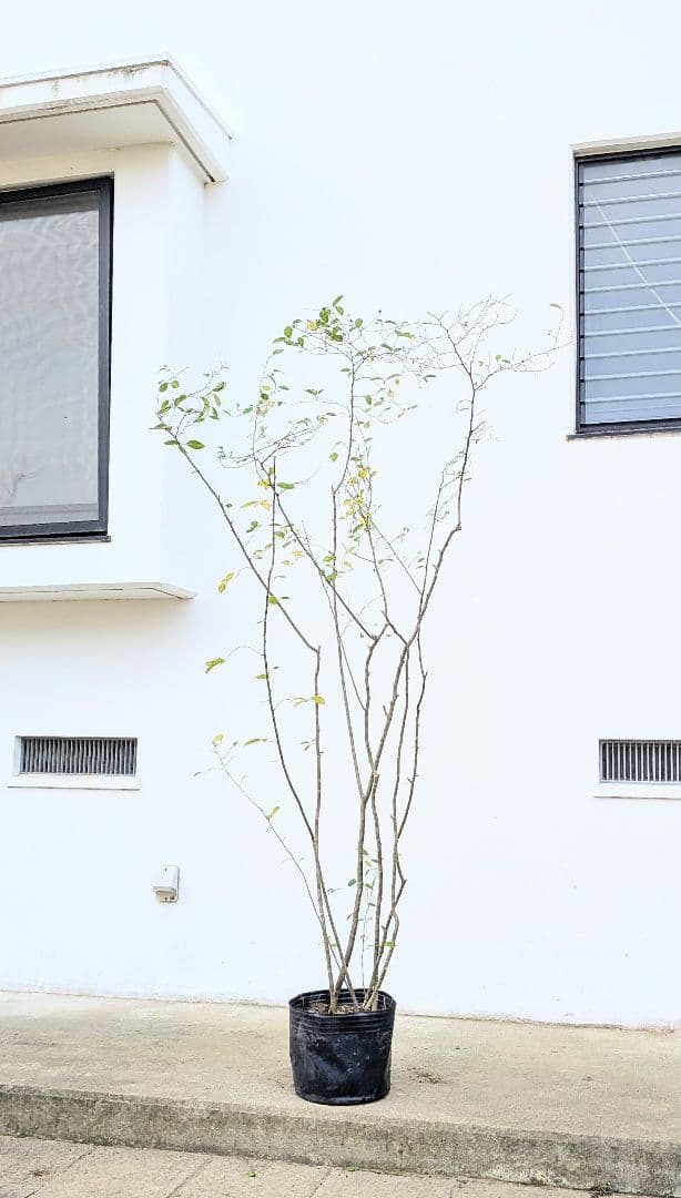 至高。山採りウメモドキ。