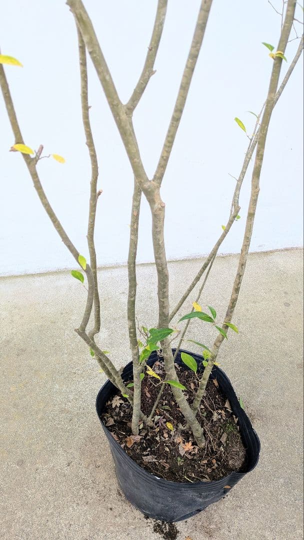 至高。山採りウメモドキ。