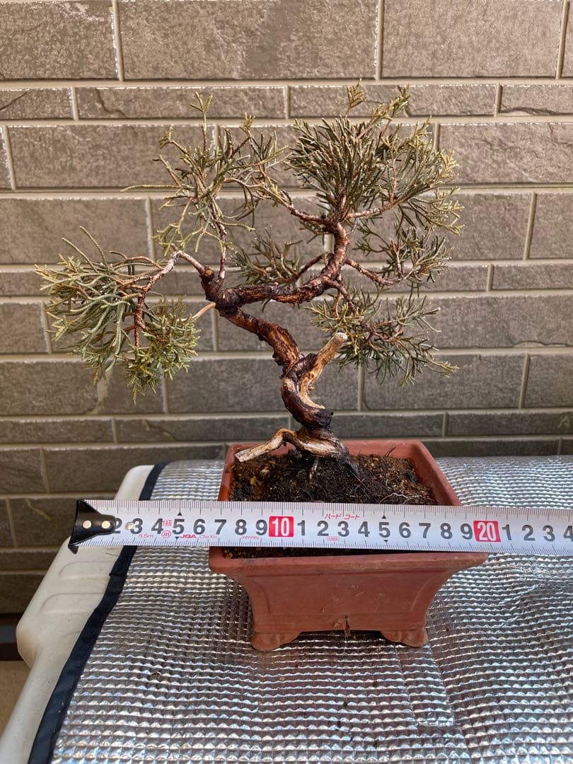 真柏小品盆栽　ジンシャリ